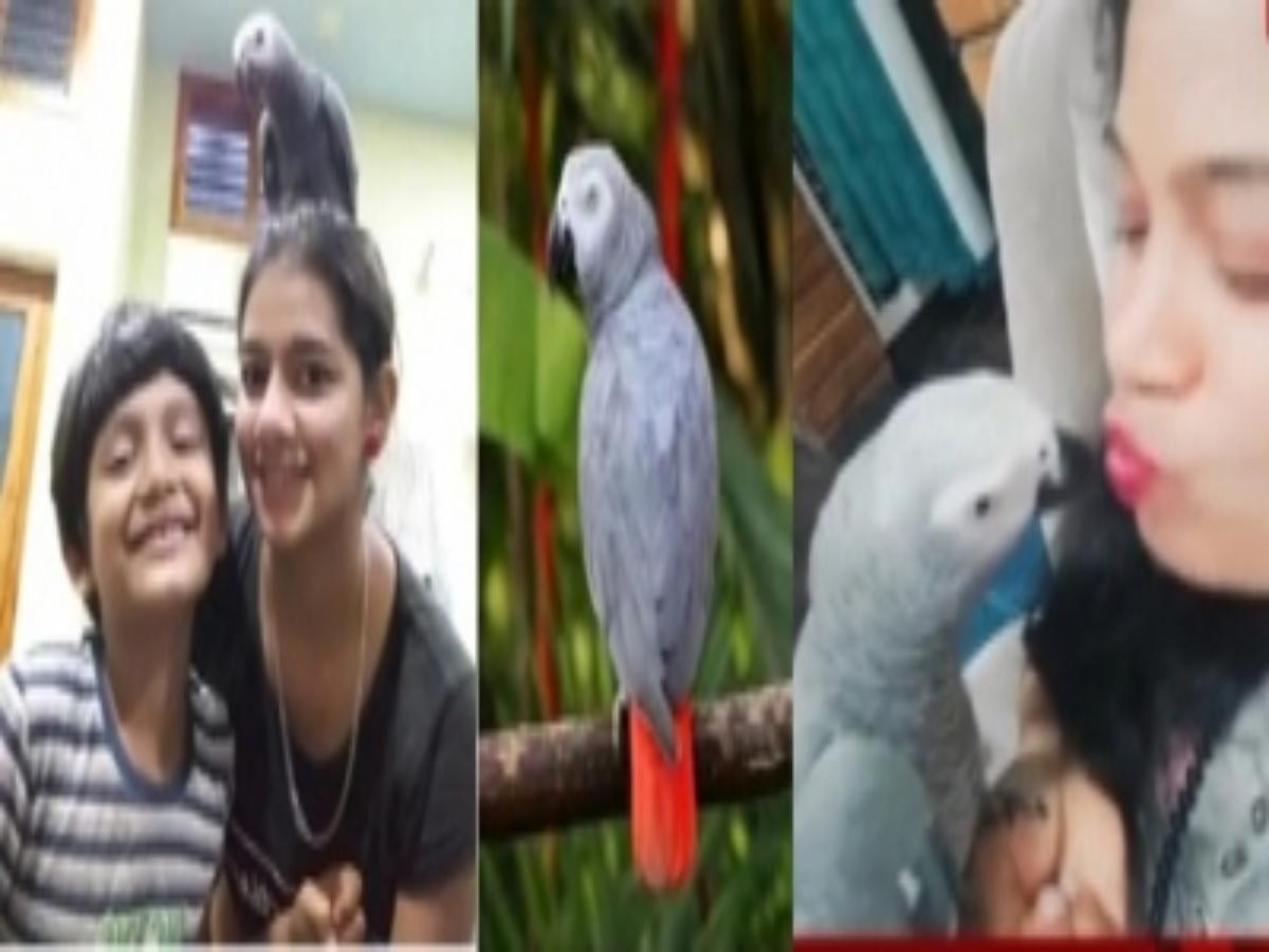 Tumakuru: Family announces Rs 50,000 reward for finding missing parrot