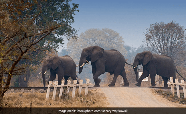 Man Dies After 3 Wild Elephants Attack Him In Kerala Forest