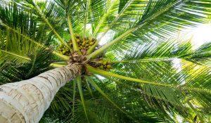 All about coconut tree