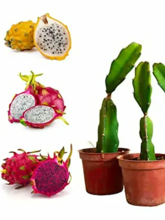 cropped online plant bazar dragon fruit live plant pack of 3 product images orvdgabvfsg p596391082 0 202212151631